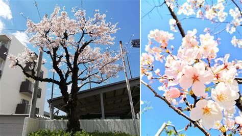 黃金檜木風水|風水×庭木のヒント9選【植えてはいけない木や植え。